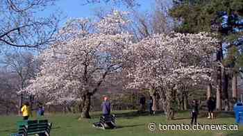 City may close High Park to keep crowds away from gathering for cherry blossoms