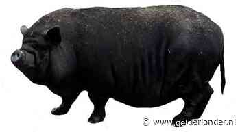 Dierenbeul beschiet hangbuikzwijn met pijlen en steekt hok in brand