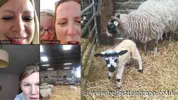 Lamb named Zoom after being born during group video chat