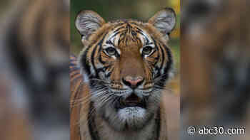 Tiger at Bronx Zoo in New York City tests positive for COVID-19