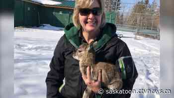 Saskatoon zoo welcomes pair of baby lambs (and new manager) - CTV News Saskatoon