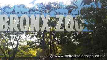 Tiger at zoo in New York tests positive for coronavirus