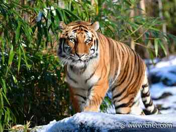 Tiger at the Bronx Zoo tests positive for coronavirus     - CNET