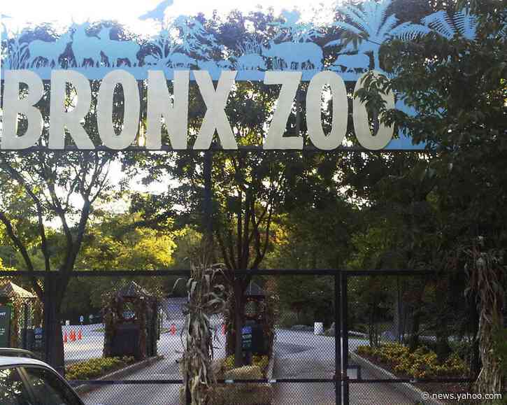 Tiger at NYC's Bronx Zoo tests positive for coronavirus