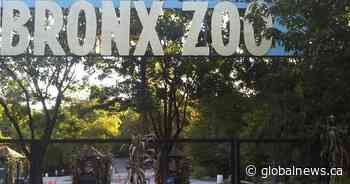 Tiger at Bronx Zoo tests positive for coronavirus: U.S. officials - Global News