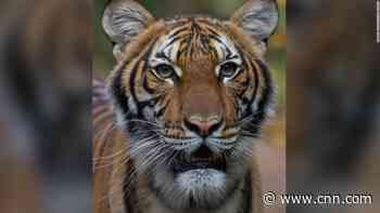 A tiger at the Bronx Zoo tests positive for coronavirus
