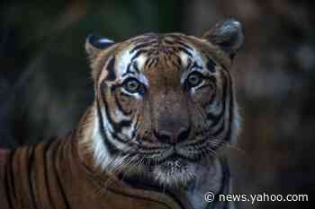 A Tiger at the Bronx Zoo Has Tested Positive for Coronavirus