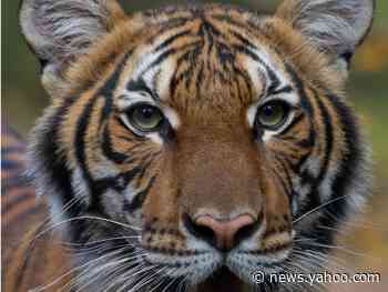 A tiger at the Bronx Zoo tested positive for COVID-19 after coming into contact with an asymptomatic caretaker