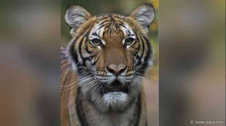 Tiger at NYCs Bronx Zoo tests positive for coronavirus