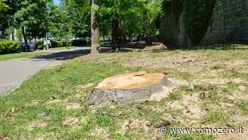 Avete tagliato l'erba del giardino? Comune di Como e Aprica passano a ritirarla (su chiamata) - ComoZero