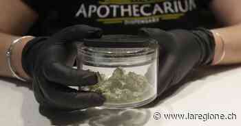 L'erba del vicino è sempre la più sintetica - laRegione