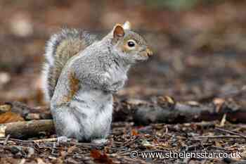 Take 'charisma' into account when managing invasive species, scientists say - St Helens Star