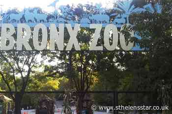 Tiger at zoo in New York tests positive for coronavirus - St Helens Star