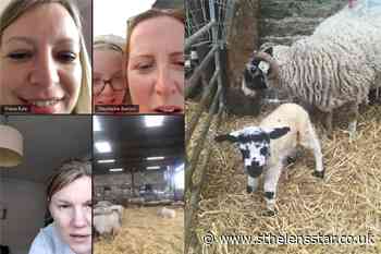 Lamb named Zoom after being born during group video chat - St Helens Star