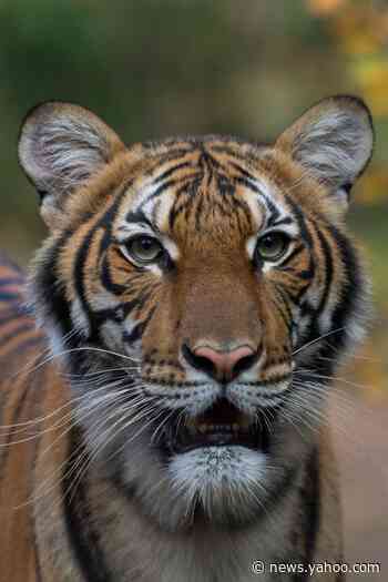 Tiger at New York's Bronx Zoo tests positive for coronavirus