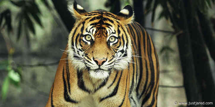 Tiger at Bronx Zoo Tests Positive For Coronavirus