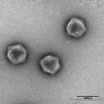 Viral Dark Matter: Giant Viruses Have Metabolic Genes – Even Though Viruses Don’t Have a Metabolism