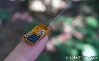 Tiny ‘Backpack’ Computers Developed to Track Wild Animals in Hard-to-Reach Habitats