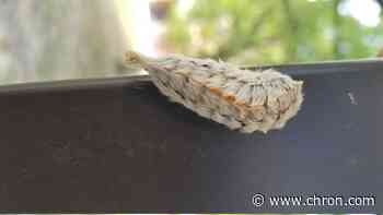 Everything you need to know about the venomous asp caterpillars in Houston