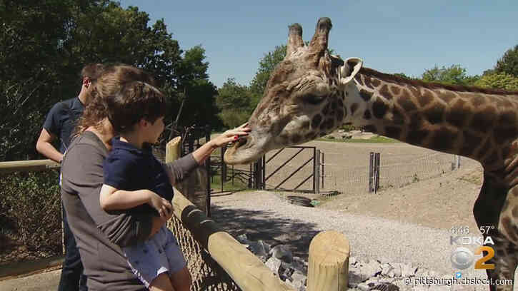 Coronavirus In Pittsburgh: Zoo Furloughs One-Third Of Its Full-Time Employees, Executive Staff To Work Without Pay