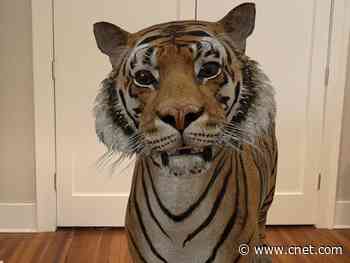 Become your own Tiger King using Google's AR animals     - CNET
