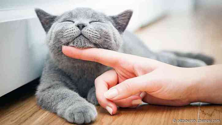 Lions, Tigers, And House Cats: You Won’t Catch Coronavirus From Felines Experts Say