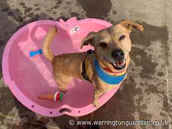 RSPCA Warrington appeals for donations to care for animals during health crisis