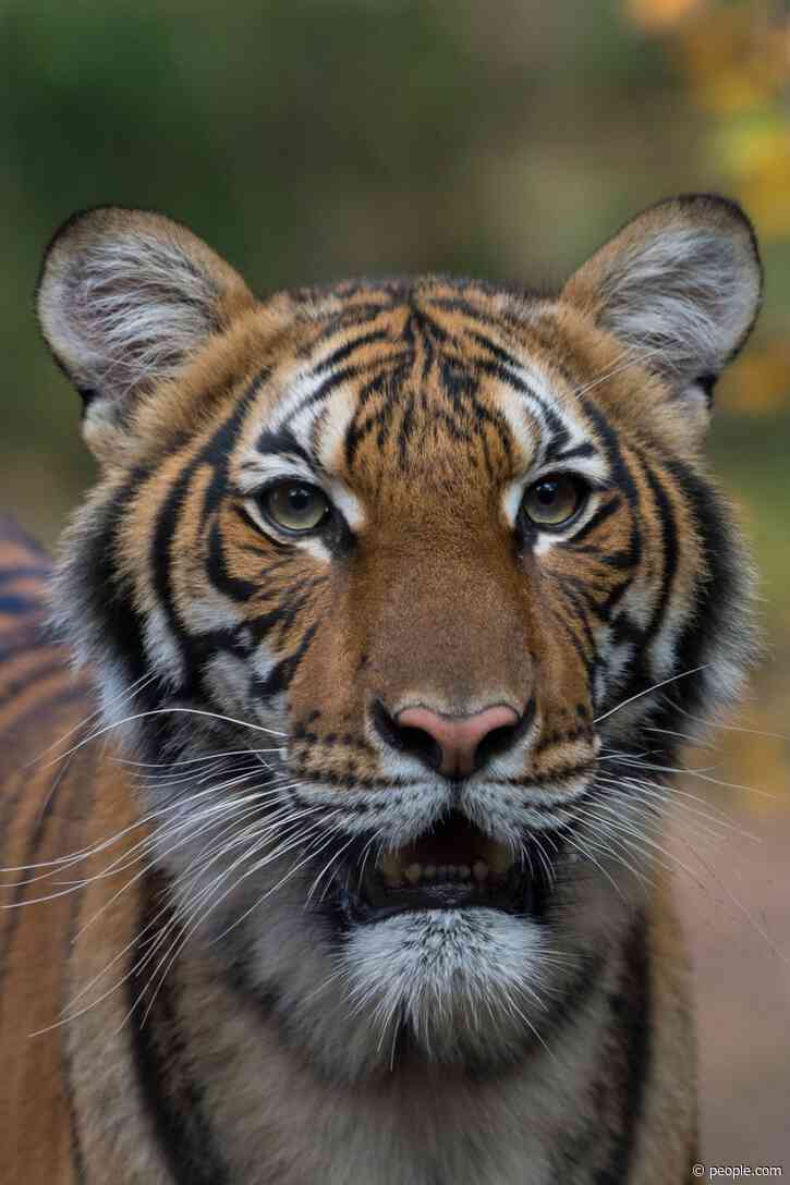 Tiger Positive for Coronavirus at Bronx Zoo Did Not Use a Human Test, Staff Clarifies