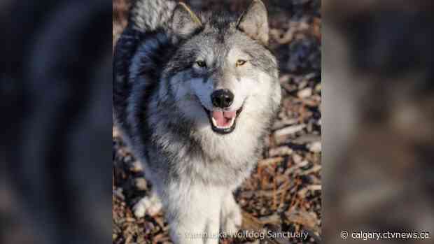 An Easter egg hunt for wolfdogs? Sanctuary adopts festive fundraising approach