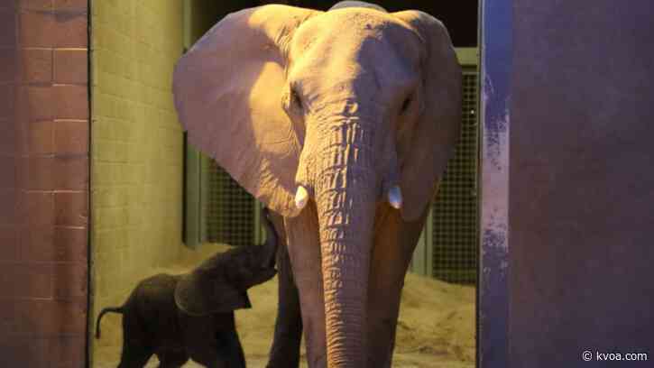 Special Delivery: Nandi the elephant’s sister born at Reid Park Zoo