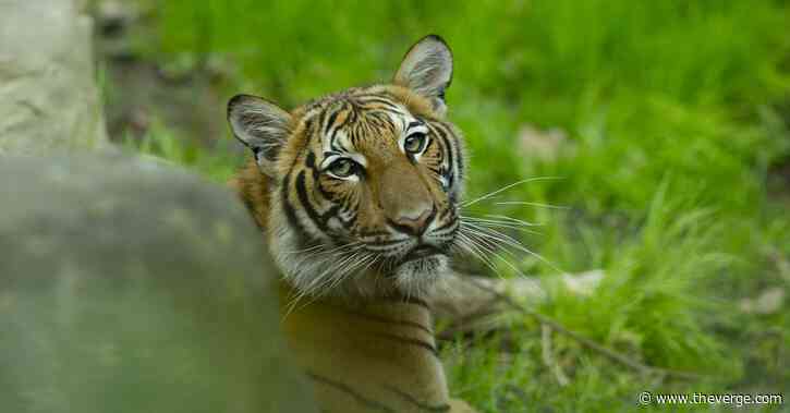 Tigers (and other cats) can catch the coronavirus