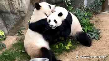 A zoo tried to get two pandas to mate for 10 years. The coronavirus lockdown solved the problem