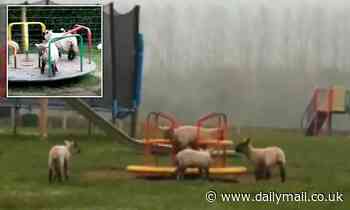 Flock of sheep spotted pushing each other on a children's playground roundabout