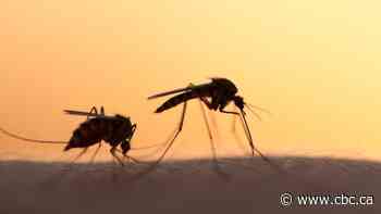 Can mosquitoes spread the coronavirus? Your COVID-19 questions answered