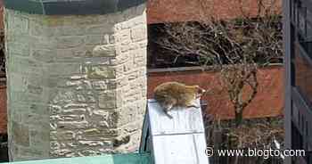 Toronto worries for raccoon stuck on roof of historic church - blogTO
