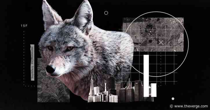 How coyotes made their homes in America’s cities