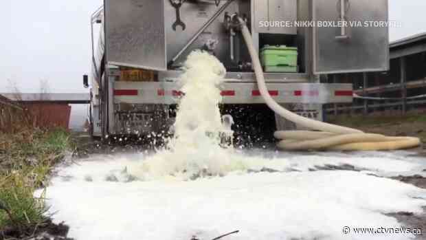 'Nowhere for it to go': Dairy farmers dump their milk down the drain