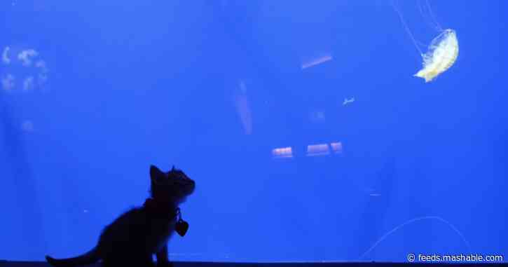 Watch some very cute kittens take a trip to the aquarium