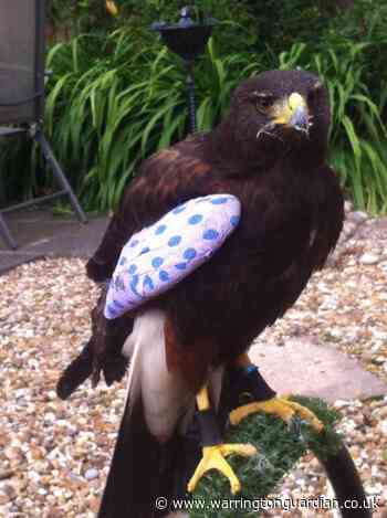 Sponsor a bird with Wild Wings Birds of Prey - Warrington Guardian