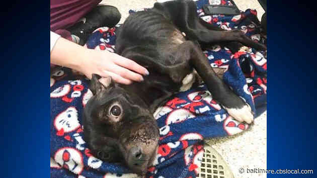 BARCS: Dog Named Sophie Found ‘Lifeless’ In West Baltimore, Fighting For Her Life