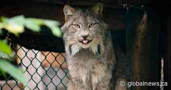 Edmonton Valley Zoo putting protections in place for big cats amid COVID-19 pandemic
