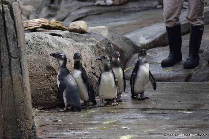 11 Juvenile African Penguins, All Named After McCormick Spices, Make Debut At Maryland Zoo