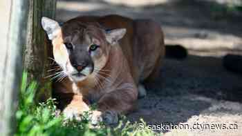 Jethro, Saskatoon zoo's 11-year-old cougar, dies of heart disease