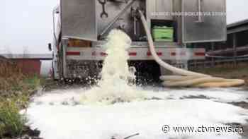 'Nowhere for it to go': Dairy farmers dump their milk down the drain