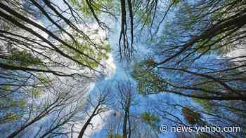 Climate change: UK forests 'could do more harm than good'