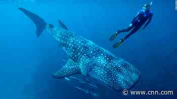 Nuclear bomb tests helped determine the ages of whale sharks for the first time