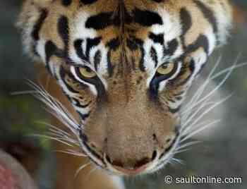 Toronto Zoo taking precautions with big cats after tiger in N.Y. gets COVID-19