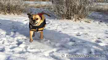Saskatoon vet explains how to keep your pet safe during COVID-19 pandemic
