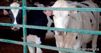 Canadian dairy farmers dumping their milk as demand changes amid coronavirus pandemic