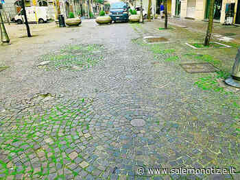 Spunta la vegetazione sul Corso deserto di Salerno, erba alta tra i sampietrini - Salernonotizie.it